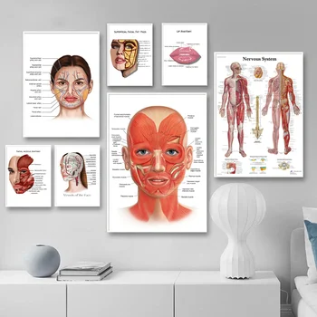 Анатомията на лицето, мускулите, кръвоносните съдове, подробна картина върху платно, на човека структура, скелет, образователен плакат, медицински клирънс